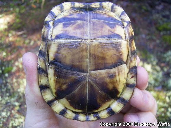 Eastern Box Turtle (Terrapene carolina carolina)