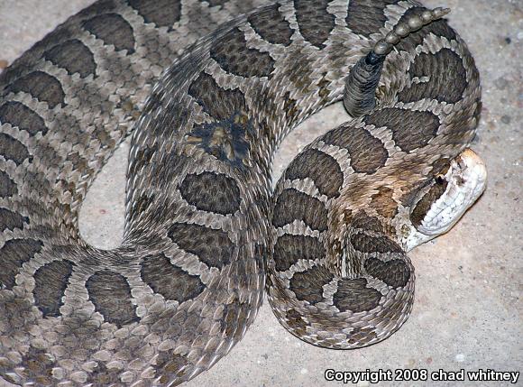 Western Massasauga (Sistrurus catenatus tergeminus)