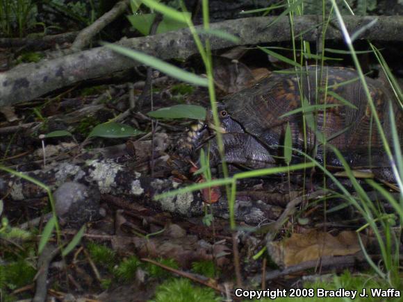 Eastern Box Turtle (Terrapene carolina carolina)