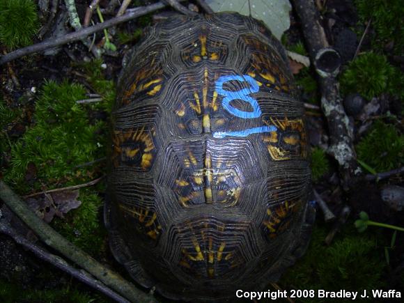 Eastern Box Turtle (Terrapene carolina carolina)