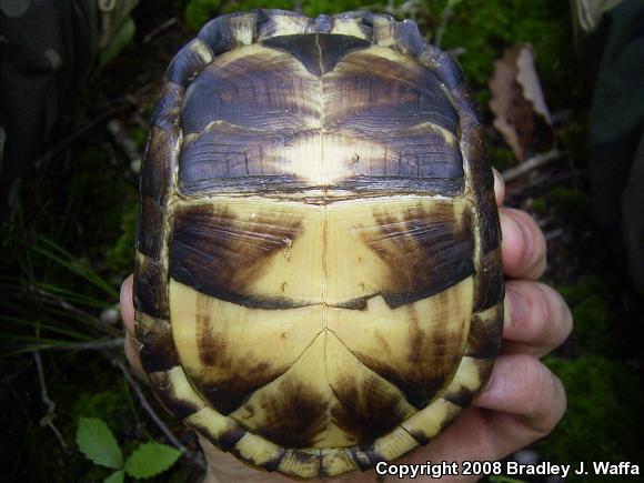 Eastern Box Turtle (Terrapene carolina carolina)