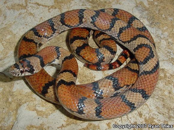 Red Milksnake (Lampropeltis triangulum syspila)