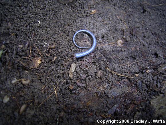 Five-lined Skink (Plestiodon fasciatus)