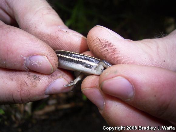 Five-lined Skink (Plestiodon fasciatus)