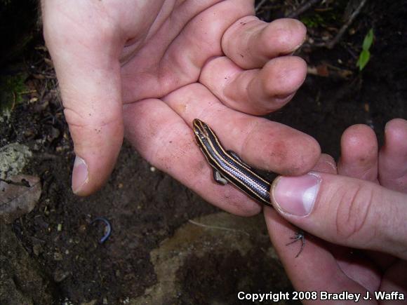 Five-lined Skink (Plestiodon fasciatus)