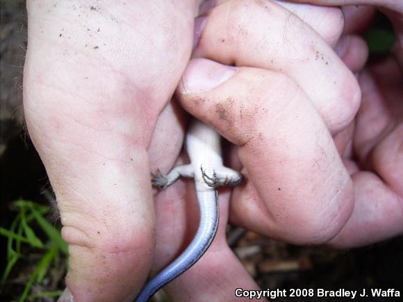 Five-lined Skink (Plestiodon fasciatus)