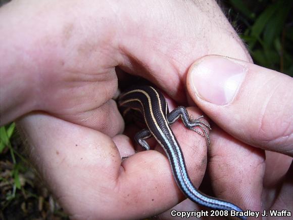 Five-lined Skink (Plestiodon fasciatus)