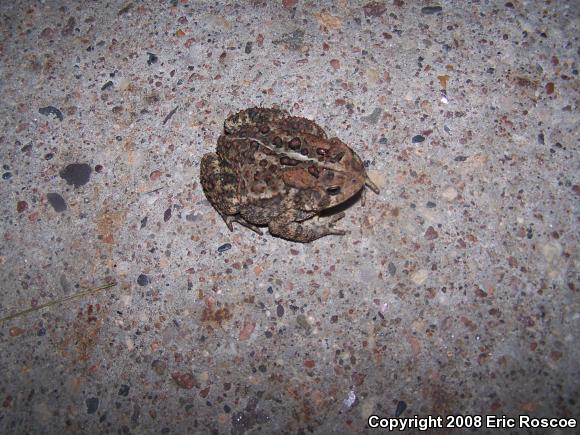 Eastern American Toad (Anaxyrus americanus americanus)