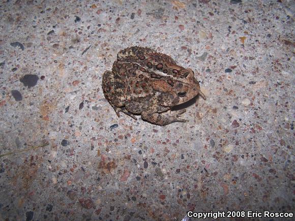 Eastern American Toad (Anaxyrus americanus americanus)