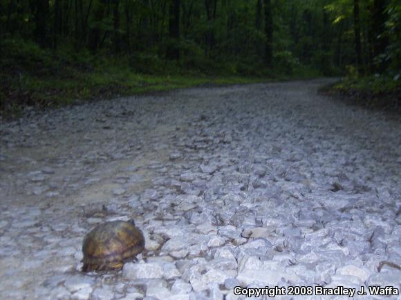 Eastern Box Turtle (Terrapene carolina carolina)