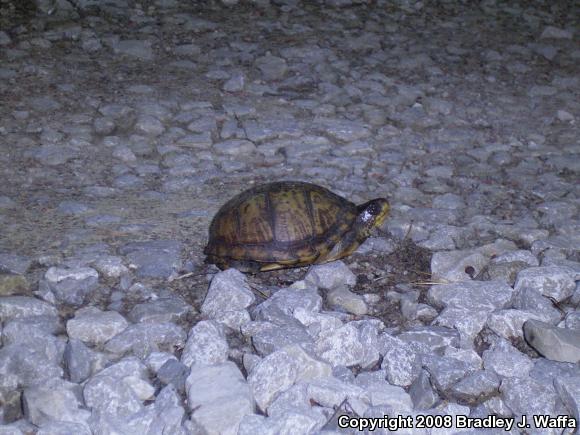 Eastern Box Turtle (Terrapene carolina carolina)