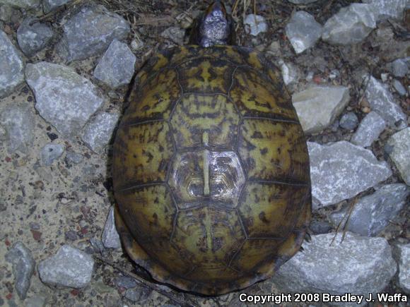 Eastern Box Turtle (Terrapene carolina carolina)