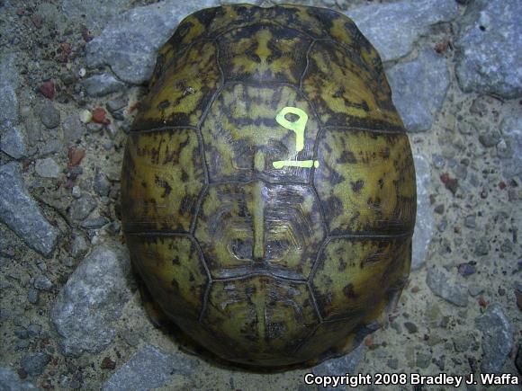 Eastern Box Turtle (Terrapene carolina carolina)