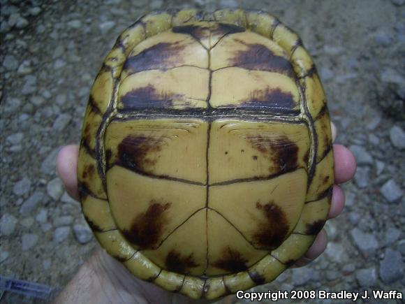 Eastern Box Turtle (Terrapene carolina carolina)