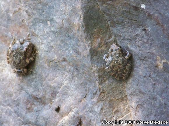 California Treefrog (Pseudacris cadaverina)