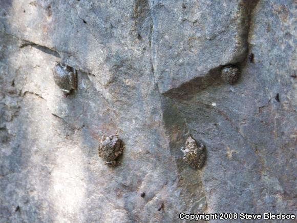 California Treefrog (Pseudacris cadaverina)