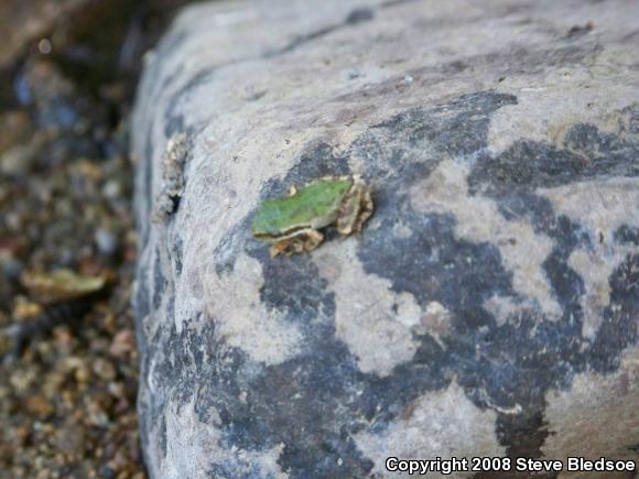 Baja California Treefrog (Pseudacris hypochondriaca)