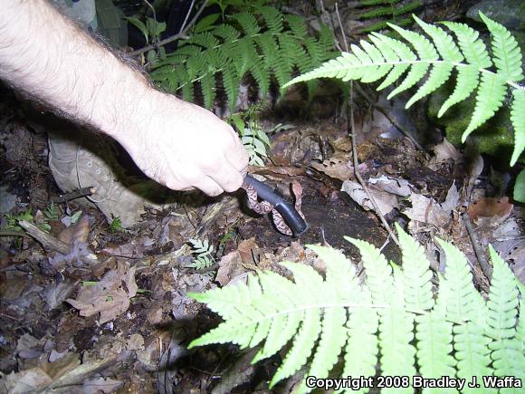 Northern  Copperhead (Agkistrodon contortrix mokasen)