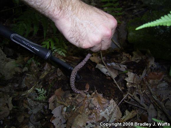 Northern  Copperhead (Agkistrodon contortrix mokasen)