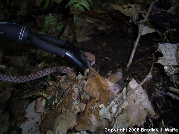 Northern  Copperhead (Agkistrodon contortrix mokasen)