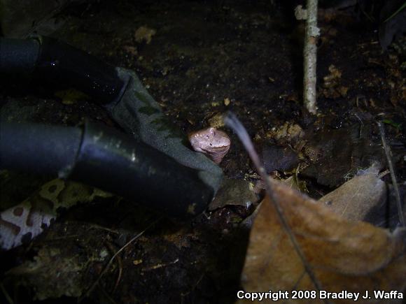 Northern  Copperhead (Agkistrodon contortrix mokasen)