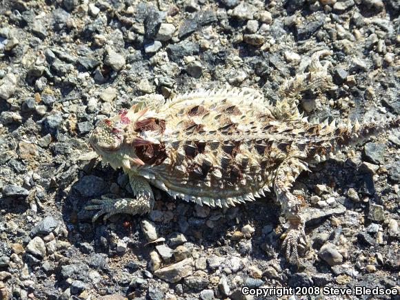 Blainville's Horned Lizard (Phrynosoma blainvillii)