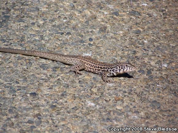 Coastal Whiptail (Aspidoscelis tigris stejnegeri)