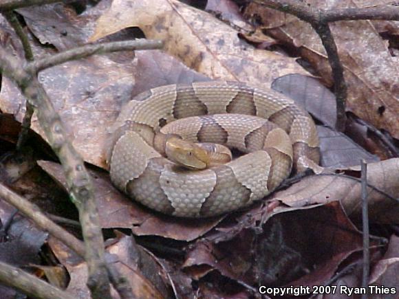 Southern Copperhead (Agkistrodon contortrix contortrix)