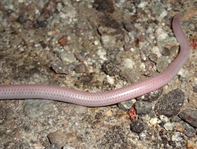 Desert Threadsnake (Leptotyphlops humilis cahuilae)