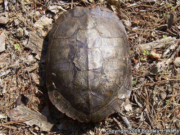 Cumberland Slider (Trachemys scripta troostii)