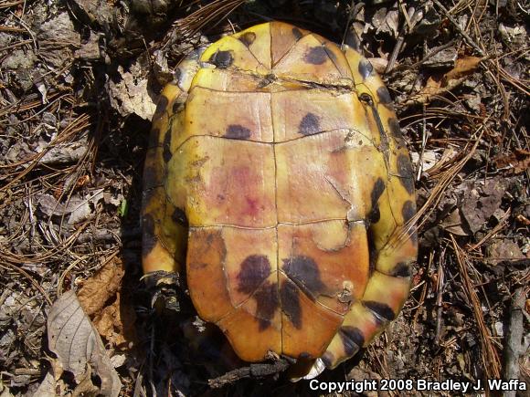 Cumberland Slider (Trachemys scripta troostii)