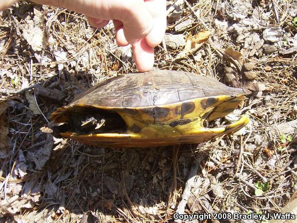 Cumberland Slider (Trachemys scripta troostii)