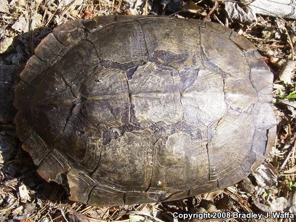 Cumberland Slider (Trachemys scripta troostii)