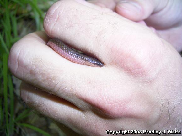 Midwestern Wormsnake (Carphophis amoenus helenae)