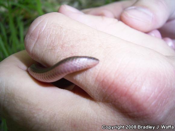 Midwestern Wormsnake (Carphophis amoenus helenae)