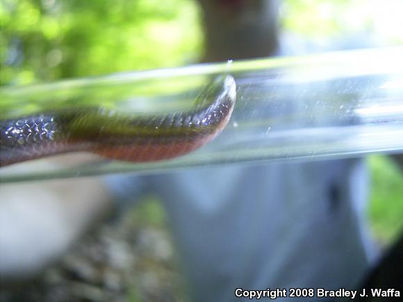 Midwestern Wormsnake (Carphophis amoenus helenae)