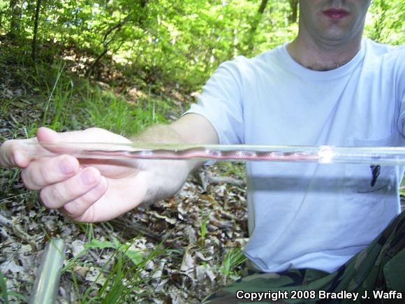 Midwestern Wormsnake (Carphophis amoenus helenae)