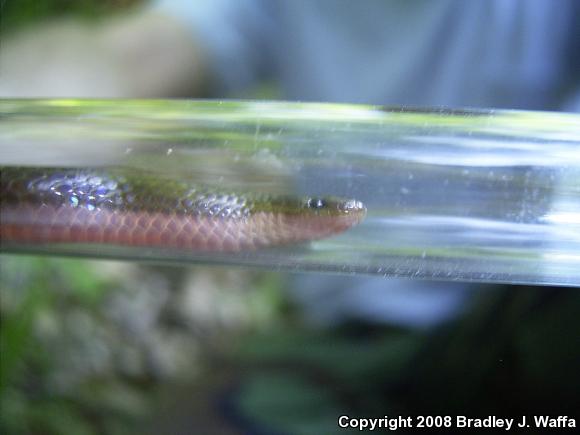 Midwestern Wormsnake (Carphophis amoenus helenae)