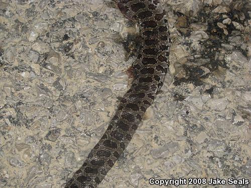 Yellow-bellied Kingsnake (Lampropeltis calligaster)