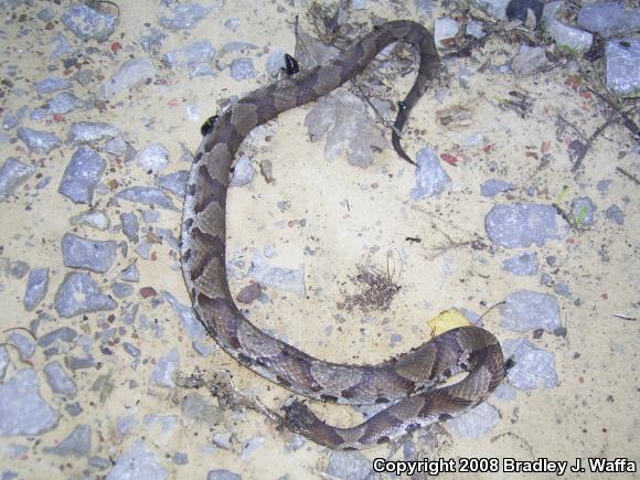 Northern  Copperhead (Agkistrodon contortrix mokasen)