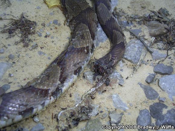 Northern  Copperhead (Agkistrodon contortrix mokasen)