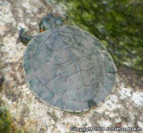 Red-eared Slider (Trachemys scripta elegans)