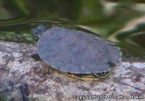 Red-eared Slider (Trachemys scripta elegans)