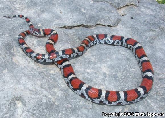 Red Milksnake (Lampropeltis triangulum syspila)