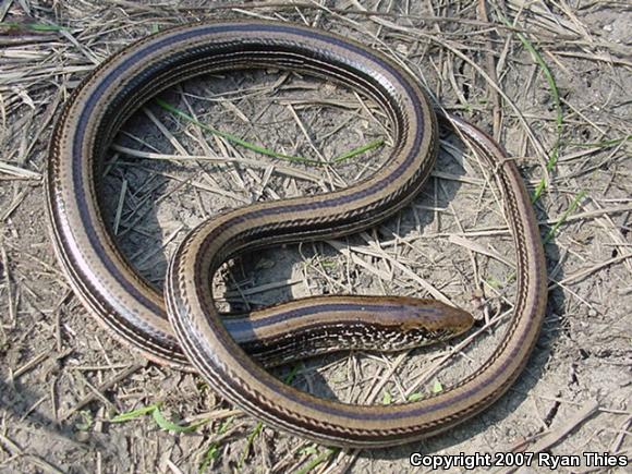 Western Slender Glass Lizard (Ophisaurus attenuatus attenuatus)