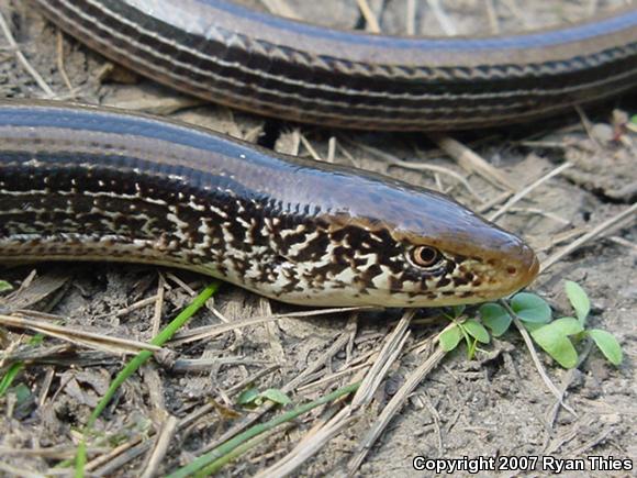 Western Slender Glass Lizard (Ophisaurus attenuatus attenuatus)