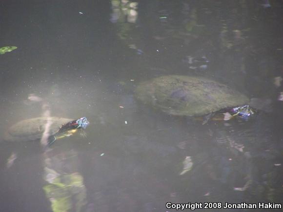 Red-eared Slider (Trachemys scripta elegans)