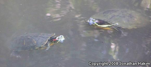 Red-eared Slider (Trachemys scripta elegans)