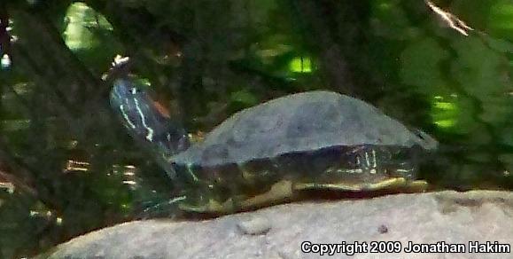 Red-eared Slider (Trachemys scripta elegans)