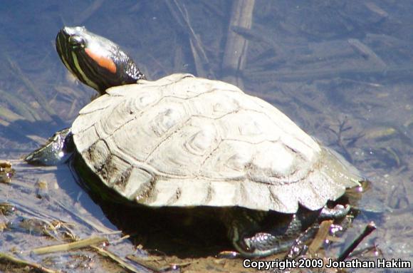 Red-eared Slider (Trachemys scripta elegans)